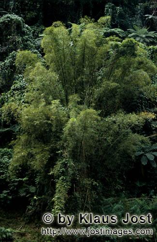Regenwald/Viti Levu/Fidschi        Bambus Fiji Regenwald        Ungefaehr 40 Prozent der Flaeche Fij