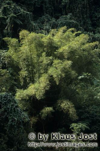 Regenwald/Viti Levu/Fidschi        Bambus im Fiji Regenwald        Ungefaehr 40 Prozent der Flaeche 