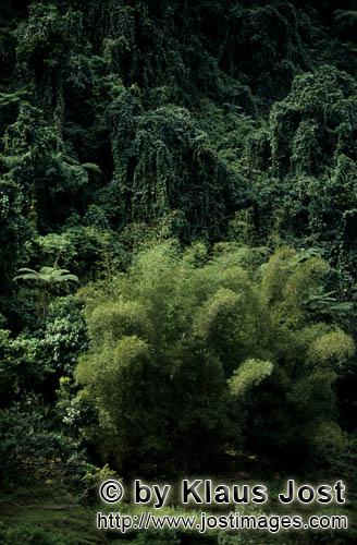 Regenwald/Viti Levu/Fidschi        Bambuskonzentration im Fiji Regenwald        Ungefaehr 40 Prozent