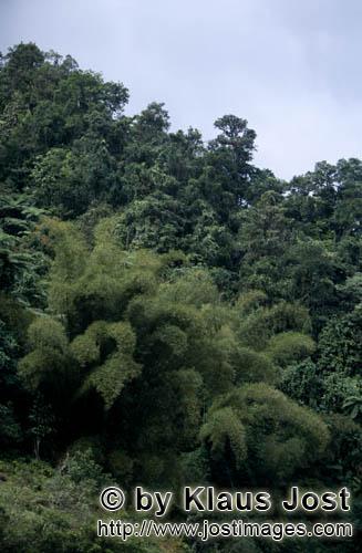 Fiji Regenwald/Fiji Rainforest        Bambus im Fiji Regenwald        Ungefaehr 40 Prozent der Flaec