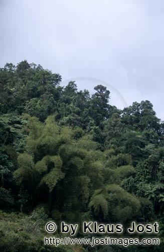 Fiji Regenwald/Fiji Rainforest        Fiji Regenwald        Ungefaehr 40 Prozent der Flaeche Fijis, 