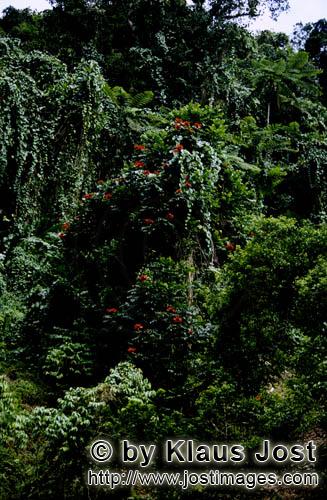 Regenwald/Viti Levu/Fidschi        Rote Blüten im Fiji Regenwald        Ungefaehr 40 Prozent der Fl