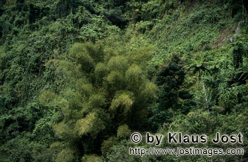 Regenwald/Viti Levu/Fidschi        Kleine Bambusgruppe im Regenwald         Ungefaehr 40 Prozent der