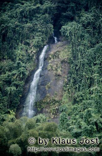 Regenwald/Viti Levu/Fidschi        Urwald Wasserfall        Die Niederschlagsmenge hier ist sehr hoc