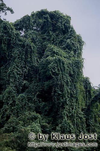 Regenwald/Viti Levu/Fidschi        Grüne Wand im Regenwald        Ungefaehr 40 Prozent der Flaeche 