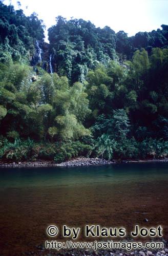 Regenwald/Viti Levu/Fidschi        Regenwald am Navua River        Ungefaehr 40 Prozent der Flaeche 