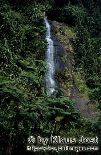 Regenwald/Viti Levu/Fidschi        Wasserfall im Dschungel        Die Niederschlagsmenge hier ist se