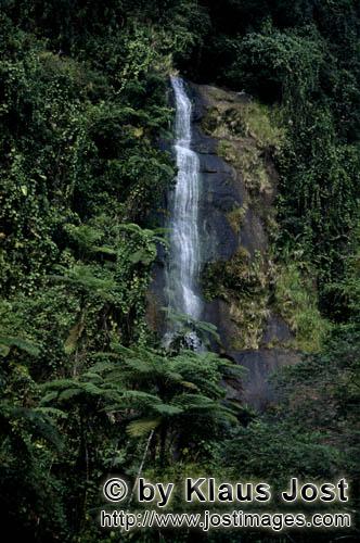 Regenwald/Viti Levu/Fidschi        Wasserfall im dichten Fiji Regenwald        Die Niederschlagsmeng