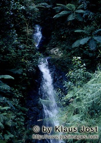 Regenwald/Viti Levu/Fidschi        Wasserfall im Fiji Regenwald        Die Niederschlagsmenge hier i
