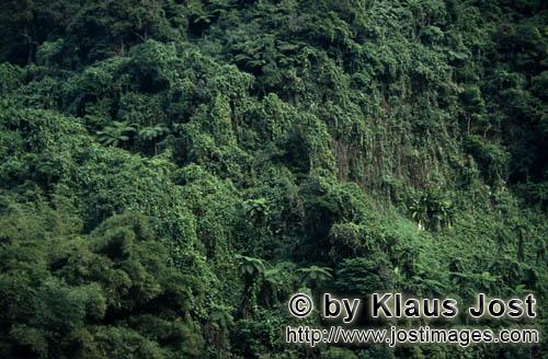 Regenwald/Viti Levu/Fidschi        Immergrüner Regenwald            Ungefaehr 40 Prozent der Flaeche 