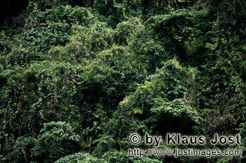 Regenwald/Viti Levu/Fidschi        Geheimnisvoller Fiji Regenwald        Ungefaehr 40 Prozent der Fl