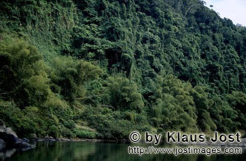 Regenwald/Viti Levu/Fidschi        Geheimnisvoller dichter Regenwald am Navua River        Ungefaehr