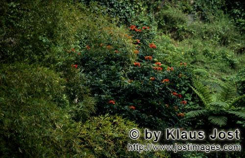 Regenwald/Viti Levu/Fidschi        Rot leuchten die Blüten im Regenwald        Ungefaehr 40 Prozent