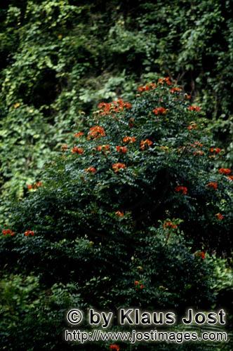 Regenwald/Viti Levu/Fidschi        Rote Blumen im Fiji Regenwald        Ungefaehr 40 Prozent der Fla