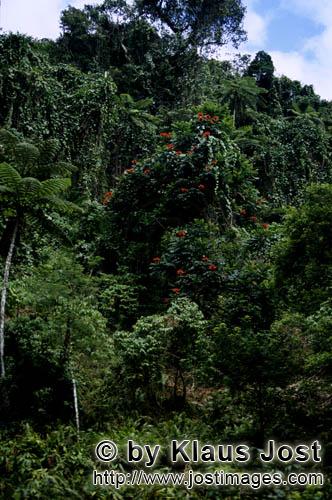 Fiji Regenwald/Fiji Rainforest        Blüten im Fiji Regenwald        Ungefaehr 40 Prozent der Flae