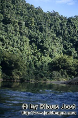 Regenwald/Viti Levu/Fidschi        Grüne undurchdringliche Wand am Navua River         Ungefaehr 40
