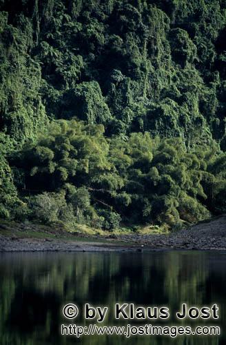 Regenwald/Viti Levu/Fidschi        Regenwald spiegelt sich im Navua River        Ungefaehr 40 Prozen