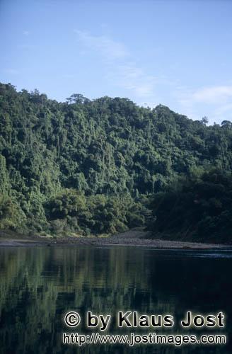 Fiji Regenwald/Fiji Rainforest        Regenwald am Fluß        Ungefaehr 40 Prozent der Flaeche Fij