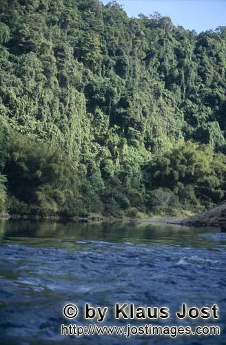 Regenwald/Viti Levu/Fidschi        Dichter Regenwald bis zum Fluß        Ungefaehr 40 Prozent der F
