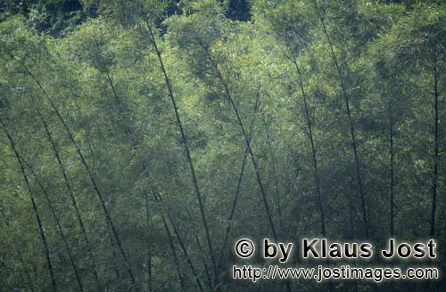 Regenwald/Viti Levu/Fidschi        Bambuspflanzen im Fiji Regenwald        Ungefähr 40 Prozent der 
