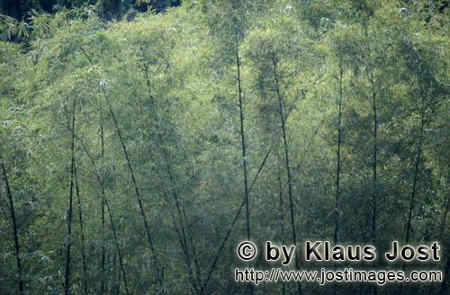 Regenwald/Viti Levu/Fidschi        Immergrüner Bambus im Regenwald        Ungefähr 40 Prozent der 