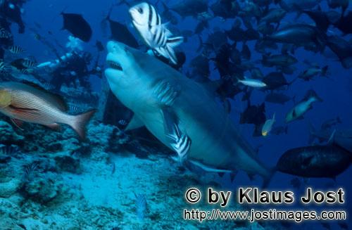 Bullenhai/Carcharhinus leucas        Imposanter Bullenhai        Der Stierhai oder gemeine Grundh