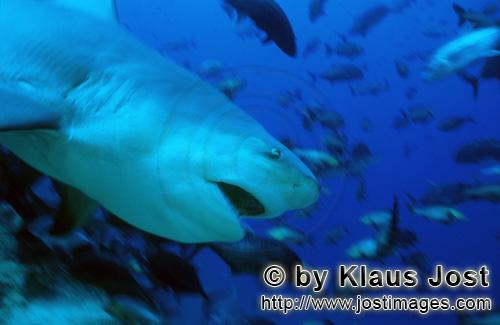 Bullenhai/Carcharhinus leucas        Gefährlich aussehender Bullenhai         Der Stierhai oder 