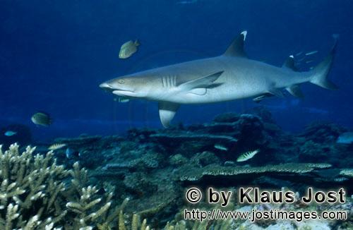 Weissspitzen-Riffhai/Whitetip reef shark/Triaenodon obesus        Weissspitzen-Riffhai schwimmt am R