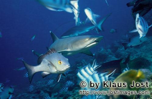Weissspitzen-Riffhai/Whitetip reef shark/Triaenodon obesus        Weissspitzen-Riffhai mit Fischen</