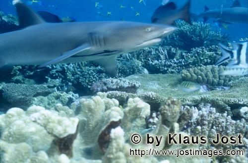 Weissspitzen-Riffhai/Whitetip reef shark/Triaenodon obesus        Weissspitzen-Riffhai dicht ueber d