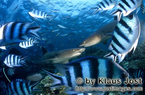 Weissspitzen-Riffhai/Whitetip reef shark/Triaenodon obesus        Riffszene mit Weissspitzen-Riffhai