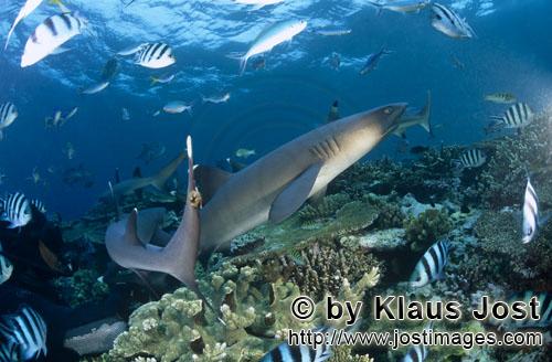 Weissspitzen-Riffhai/Whitetip reef shark/Triaenodon obesus        Weissspitzen-Riffhaie und Taucher<