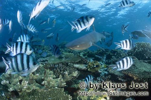 Weissspitzen-Riffhai/Whitetip reef shark/Triaenodon obesus        Weissspitzen-Riffhai am Korallenri