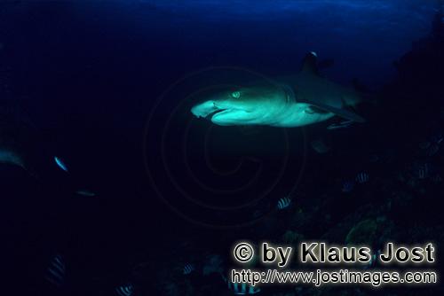 Weissspitzen-Riffhai/Whitetip reef shark/Triaenodon obesus        Weissspitzen-Riffhai Portraet  
