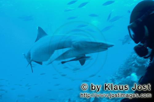 Weissspitzen-Riffhai/Whitetip reef shark/Triaenodon obesus        Weissspitzen-Riffhai und Taucher</