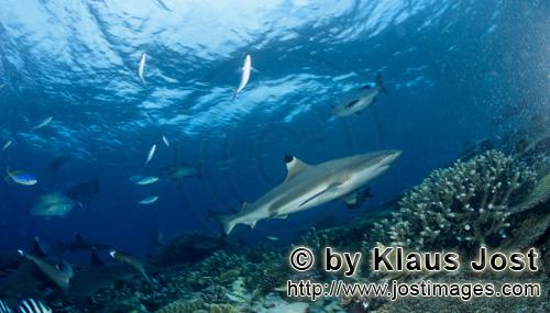 Schwarzspitzen-Riffhai/Blacktip reef shark/Carcharhinus melanopterus        Schwarzspitzen-Riffhai d