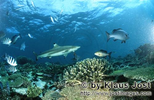 Schwarzspitzen-Riffhai/Blacktip reef shark/Carcharhinus melanopterus        Schwarzspitzen-Riffhai i