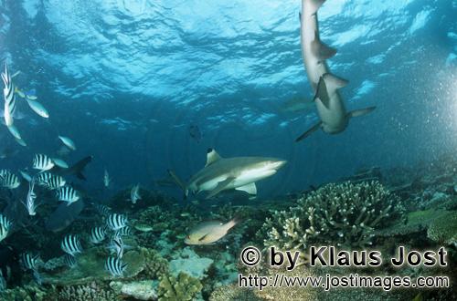 Schwarzspitzen-Riffhai/Blacktip reef shark/Carcharhinus melanopterus        Schwarzspitzen-Riffhai</