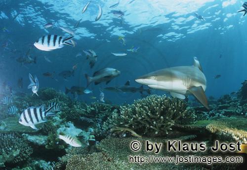 Schwarzspitzen-Riffhai/Blacktip reef shark/Carcharhinus melanopterus        Schwarzspitzen-Riffhai d