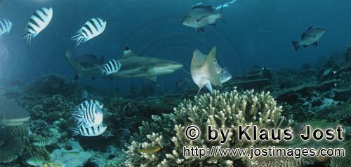 Schwarzspitzen-Riffhai/Blacktip reef shark/Carcharhinus melanopterus        Schwarzspitzen-Riffhai m