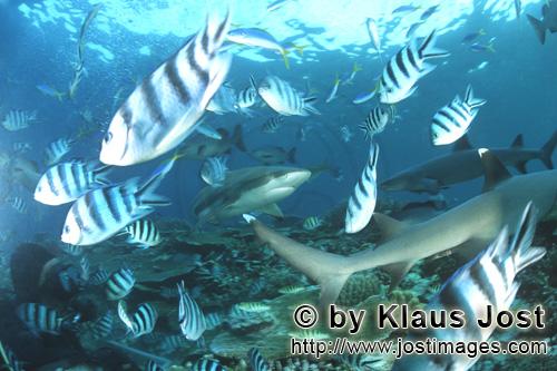 Schwarzspitzen-Riffhai/Blacktip reef shark/Carcharhinus melanopterus        Schwarzspitzen-Riffhai, 