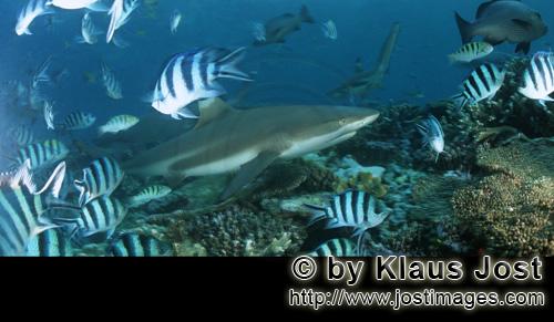 Schwarzspitzen-Riffhai/Blacktip reef shark/Carcharhinus melanopterus            Schwarzspitzen-Riffhai