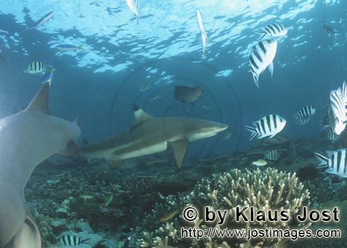 Schwarzspitzen-Riffhai/Blacktip reef shark/Carcharhinus melanopterus        Schwarzspitzen-Riffhai a