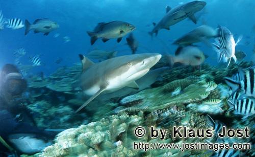 Schwarzspitzen-Riffhai/Blacktip reef shark/Carcharhinus melanopterus        Schwarzspitzen-Riffhai, 