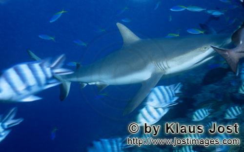Grauer Riffhai/Gray reef shark/Carcharhinus amblyrhynchos        Grauer Riffhai am Korallenriff  