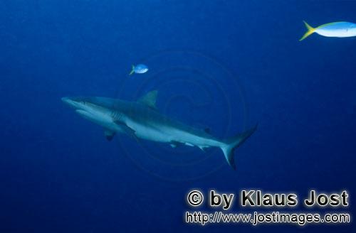Grauer Riffhai/Gray reef shark/Carcharhinus amblyrhynchos        Grauer Riffhai vor dem Shark Reef</