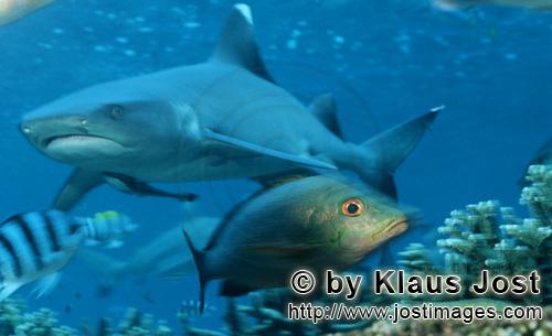 Weissspitzen-Riffhai/Whitetip reef shark/Triaenodon obesus        Weissspitzen-Riffhai und Doppelfle
