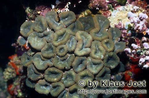 Doldenkoralle/Lobophyllia Brain Coral/Lobophyllia hemprichii         Hemprichs Doldenkoralle        