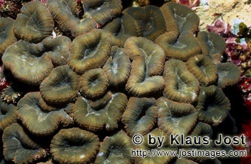 Doldenkoralle/Lobophyllia Brain Coral/Lobophyllia hemprichii         Hemprichs Doldenkoralle    