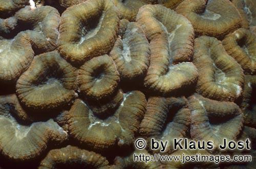 Doldenkoralle/Lobophyllia Brain Coral/Lobophyllia hemprichii         Hemprichs Doldenkoralle    
